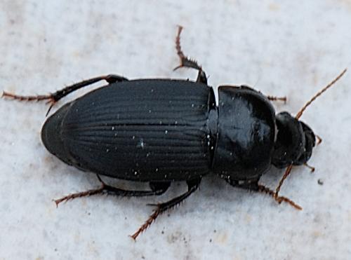 Réf. 191 190 : Harpalus tardus